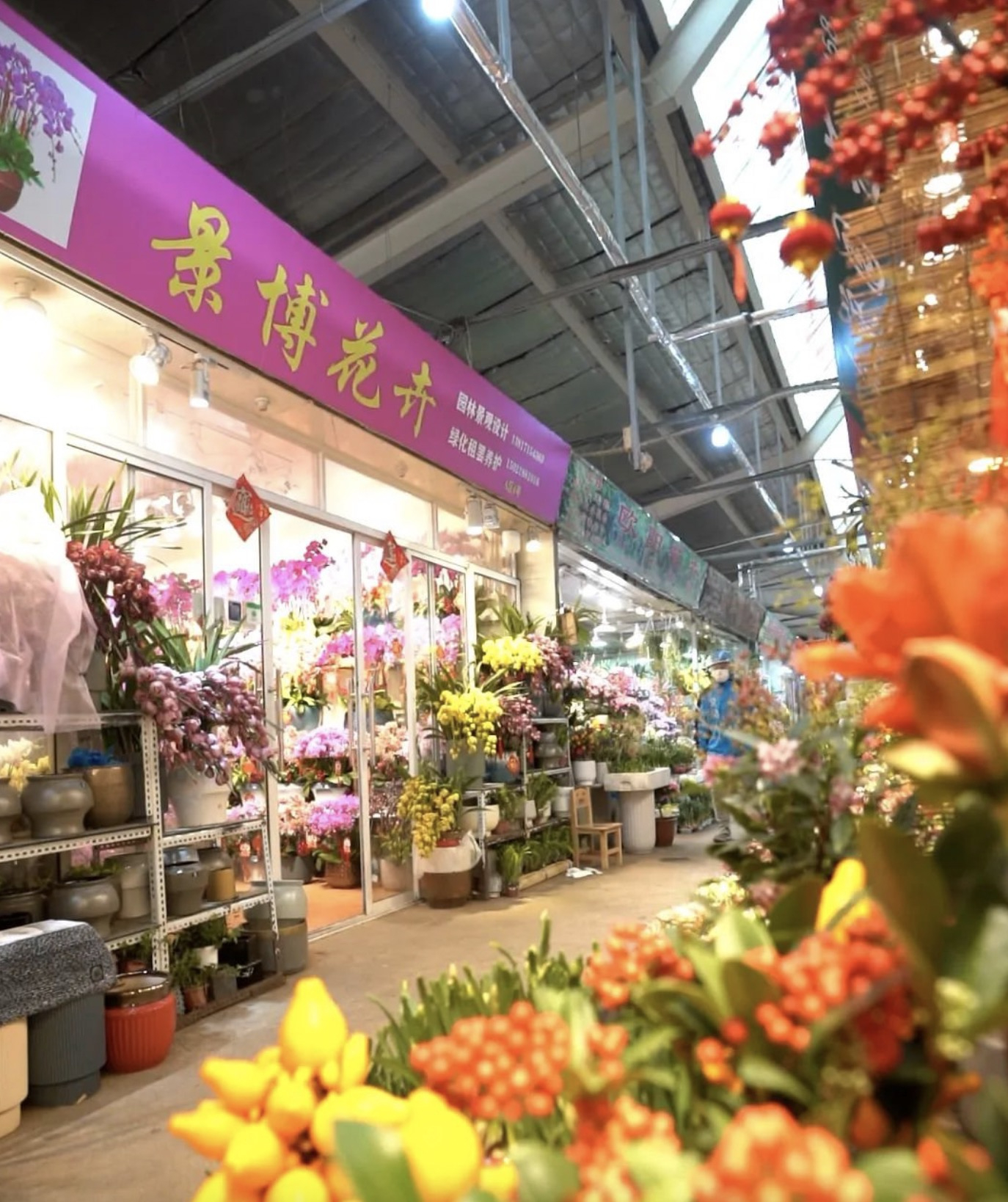 #上海人得了繁花后遗症# 除夕越来越近了，上海的年宵花市场非常繁荣，各种花卉琳琅