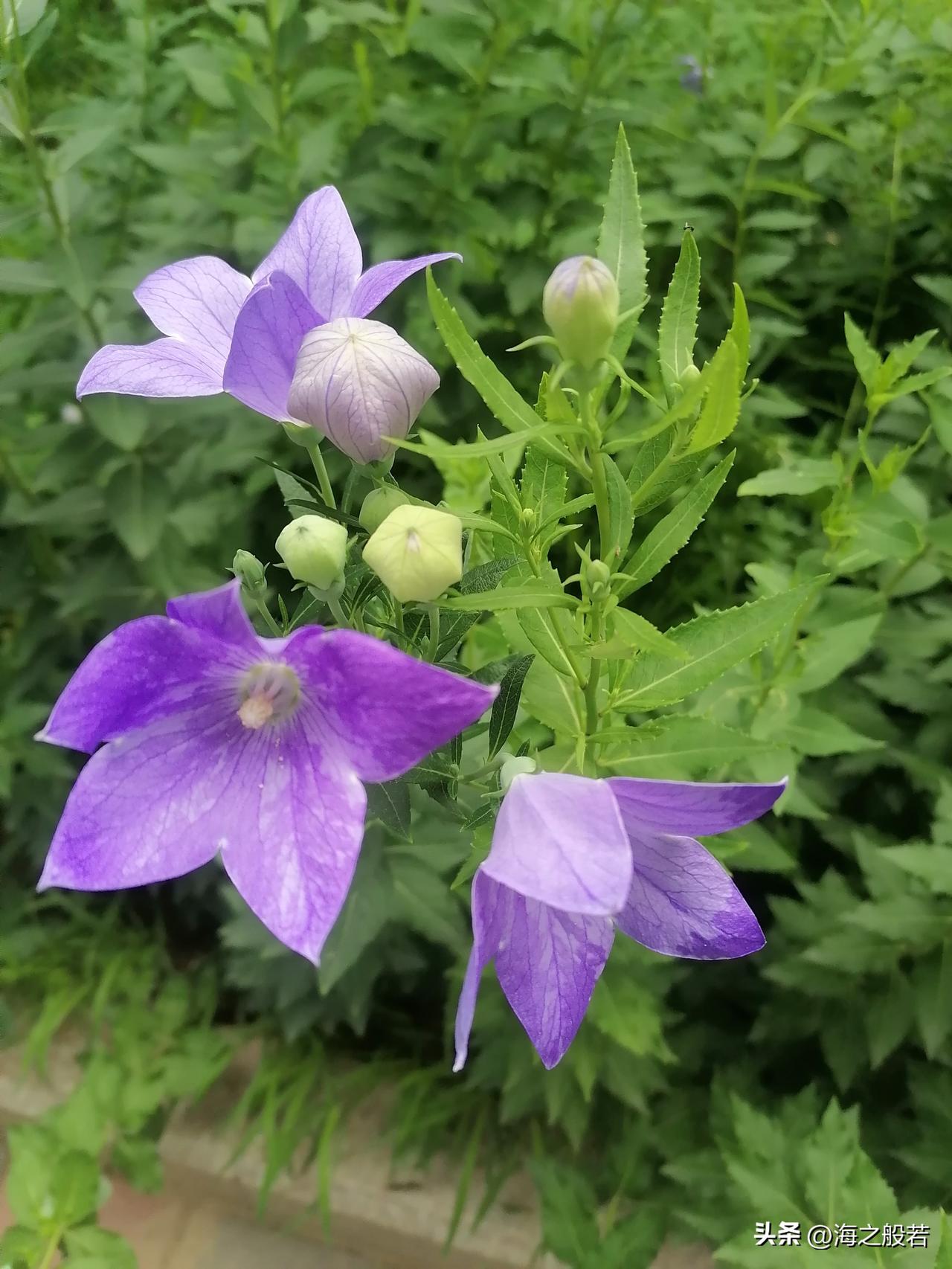 6月23日北京，白天多云转阴有雷阵雨，雷雨时短时阵风七级，最高气温30℃。
夜间