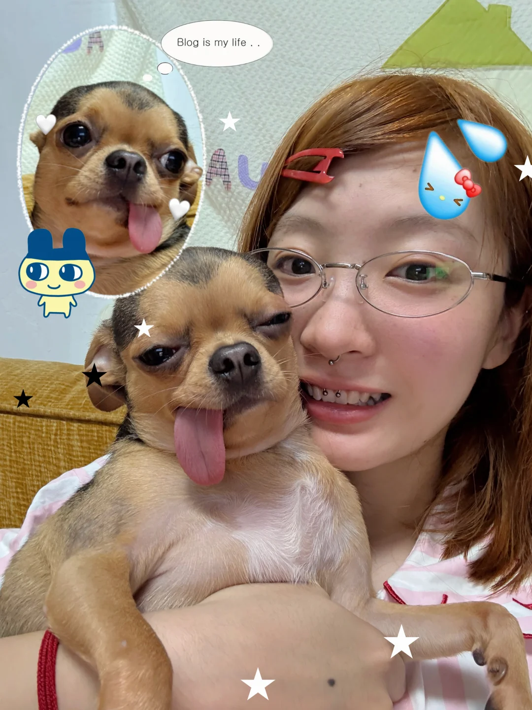 这只吉娃娃怎么回事💦