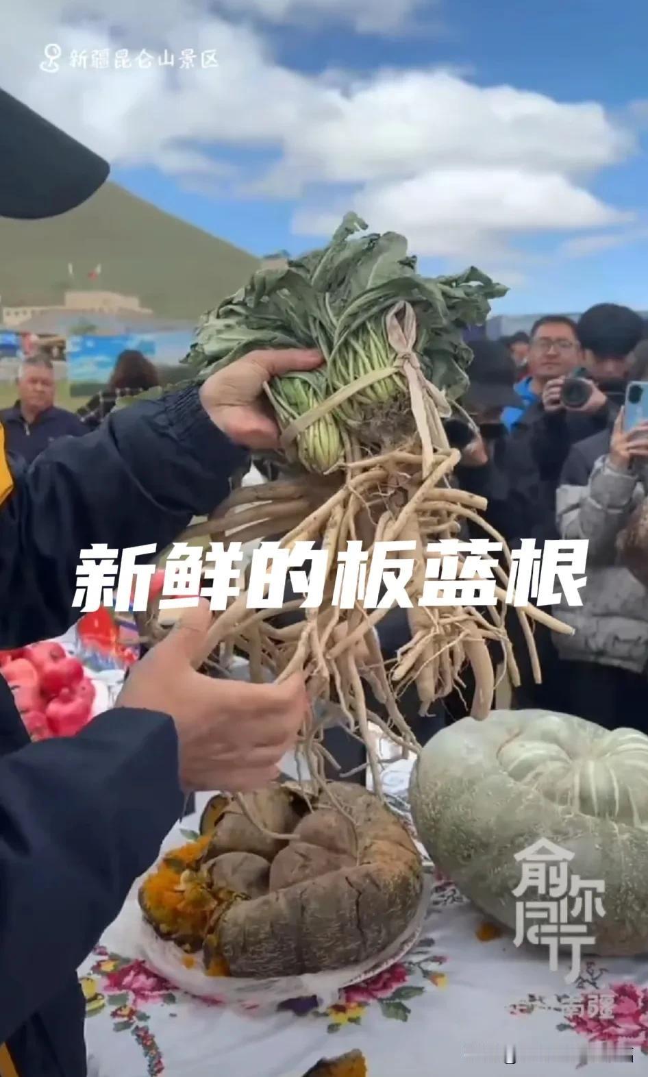 感谢俞老师第一次看见新鲜板蓝根的模样，原来它生长在新疆。俞老师说叶子像菠菜，根像