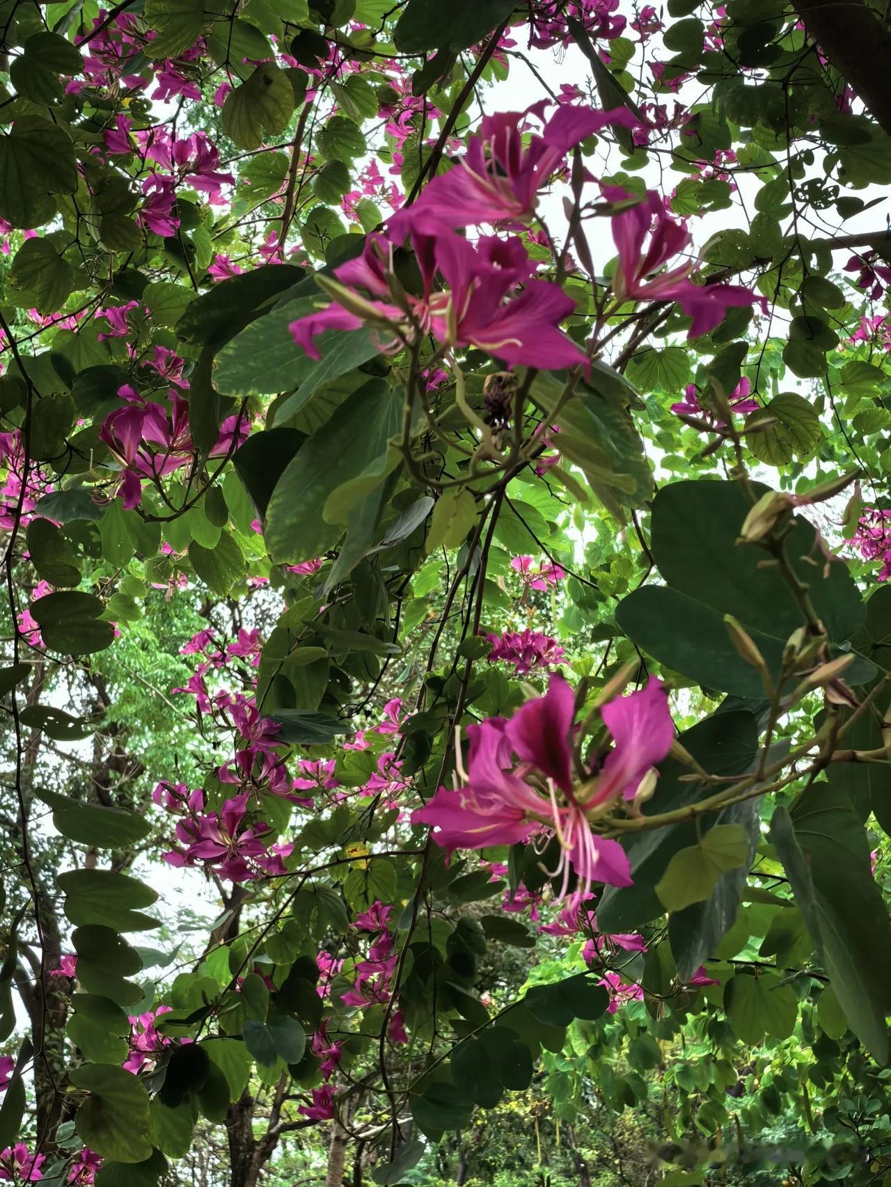 上联：紫荆吐艳迎晨露，诚邀下联梅蕊呈芳接晚霞。从平仄、对仗构思了这一下联。（原创