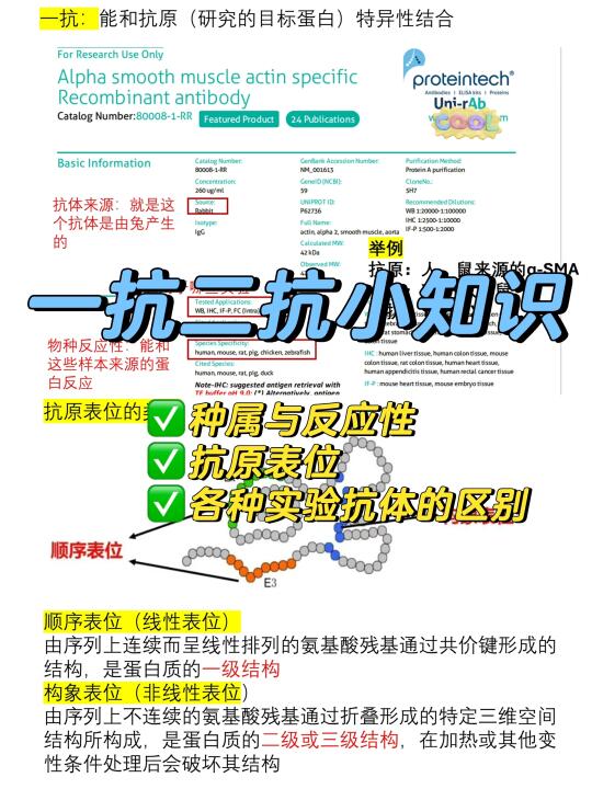 实验入门之一抗二抗是什么❓