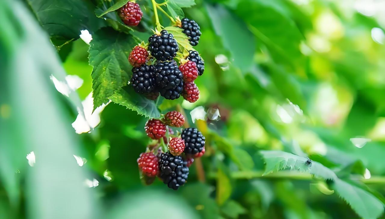 有“黑钻石”之称的黑莓，原产北美、流行欧美，近年进入中国市场。它是蔷薇科悬钩子属