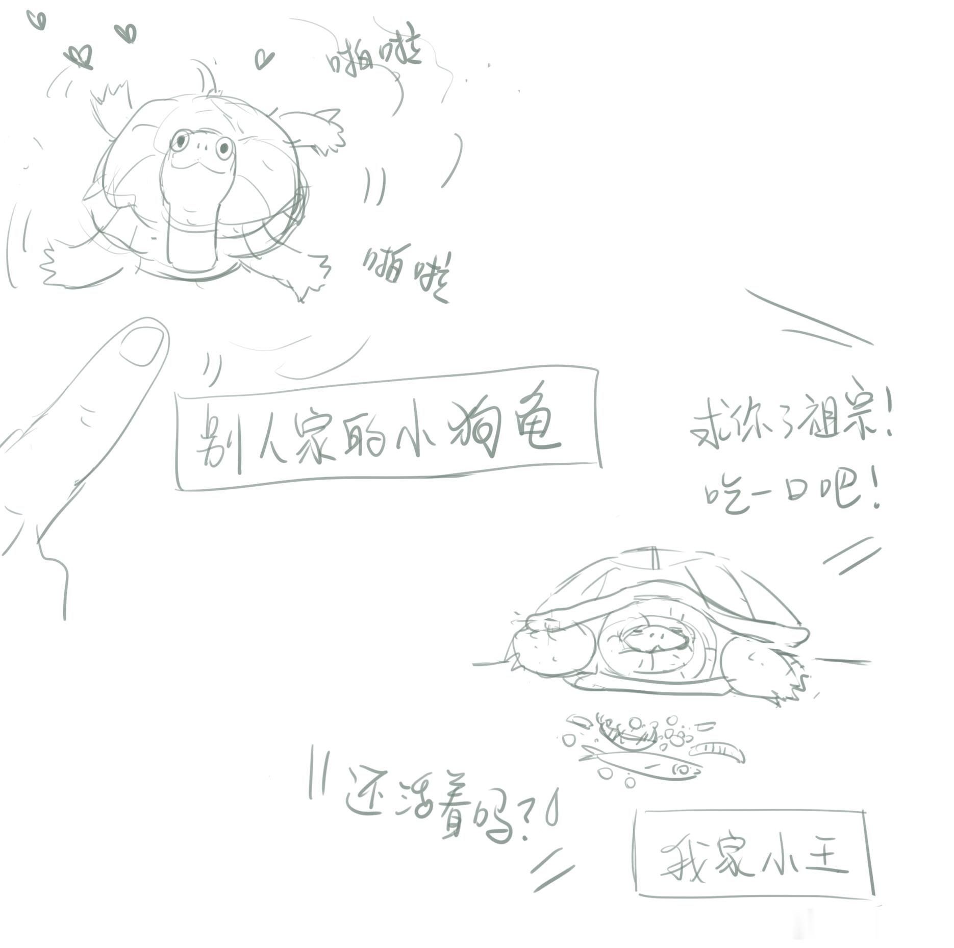 别人家的小狗龟……我家小王…………（好着急啊） 