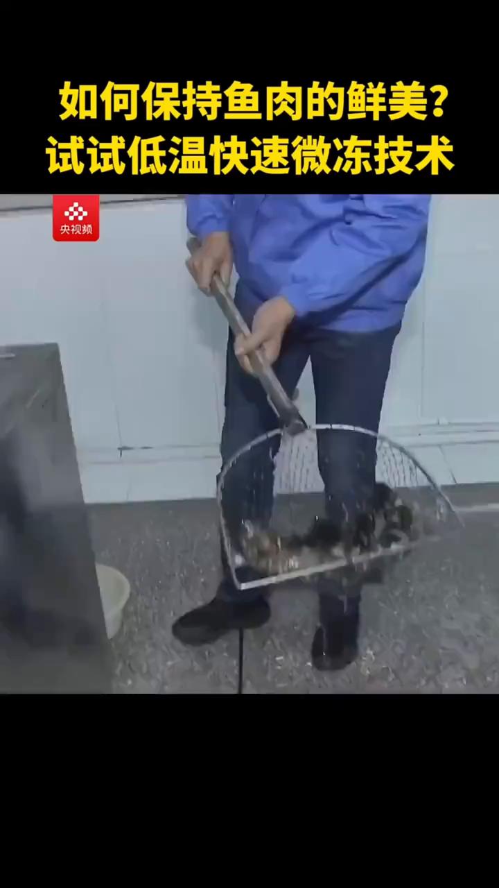 如何保持鱼肉的鲜美？试试低温快速微冻技术。
郑镇雄在这冰凉的液体里放了两条活鱼，