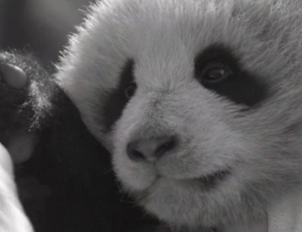 大熊猫家美大崽去世

痛心！7个月大熊猫“家美”大崽不幸离世。
这只可爱的熊猫宝