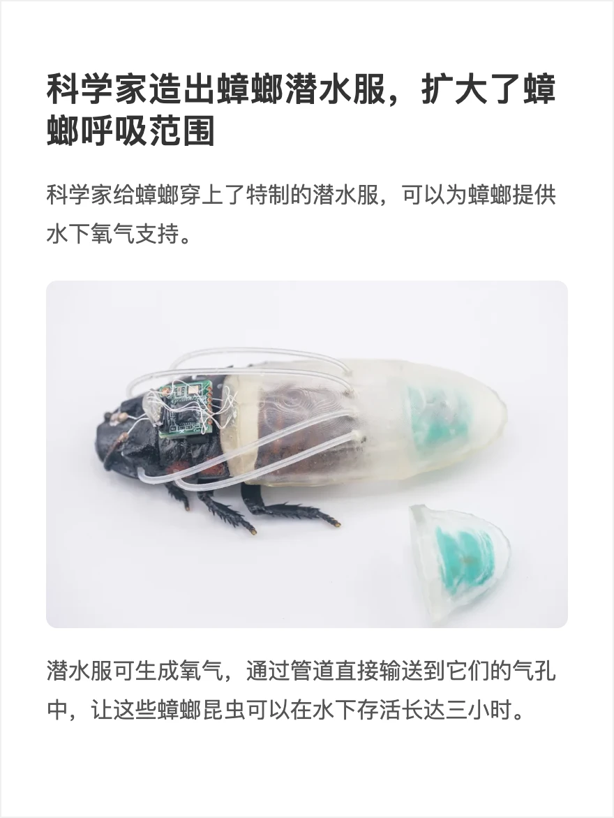 科学家造出蟑螂潜水服，扩大了蟑螂呼吸范围