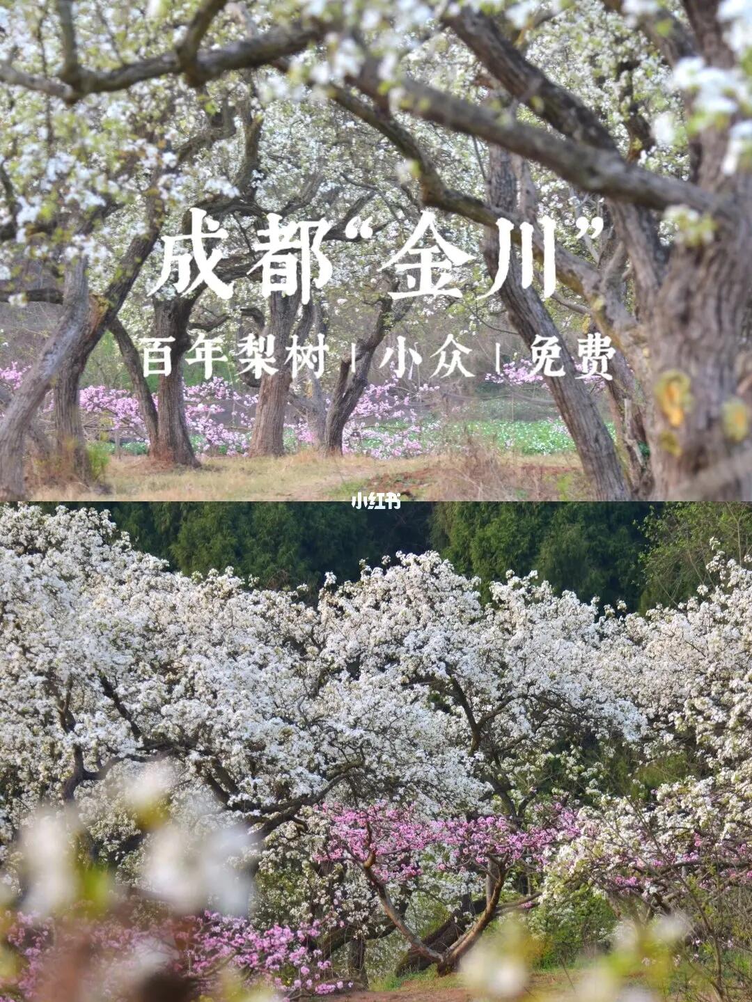 完胜新津的百年梨花林 | 95%成都人不知道
