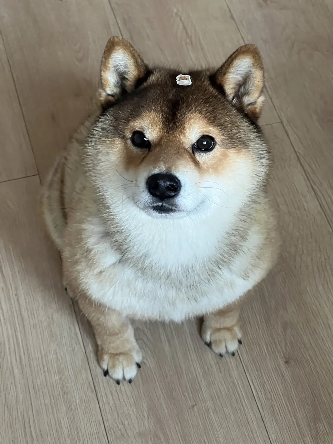 虽然愚蠢，但是清澈🐶