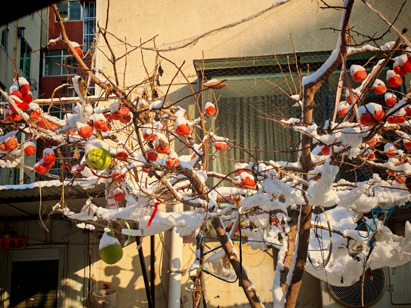 冬至，我们这里下雪了。真好呀，中午带孩子们出去玩雪喽，[心] 