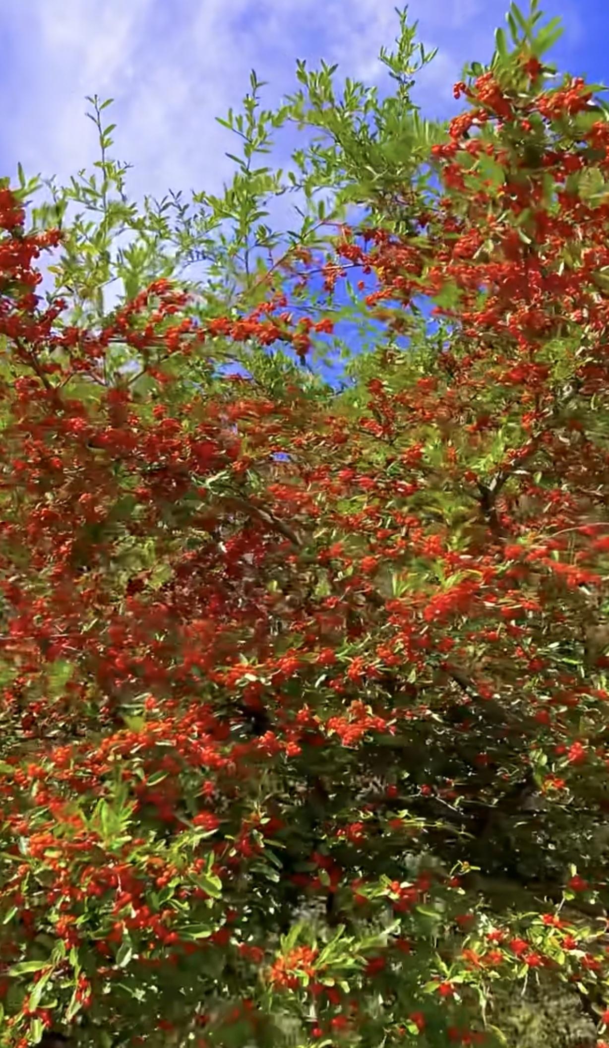 上联：春赏百花齐放，邀对下联秋观万果丰盈。