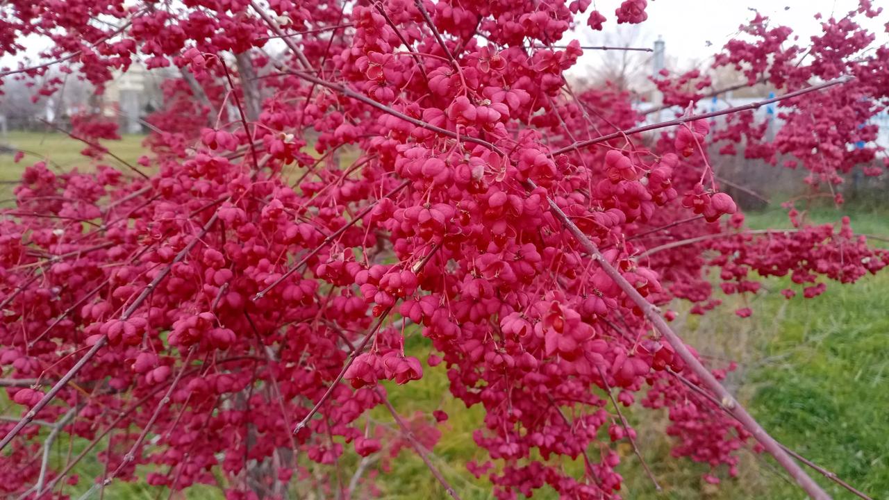 #可以分享一张秋景树的照片吗#新疆兵团第十师北屯市一八七团丰庆镇