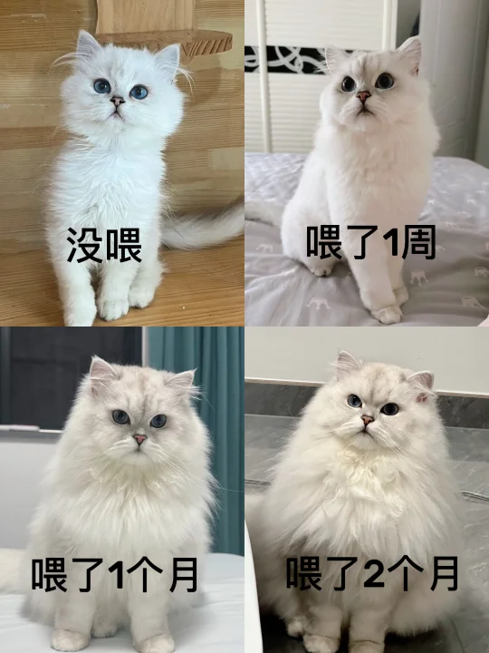 误打误撞发现一个很爆毛的…