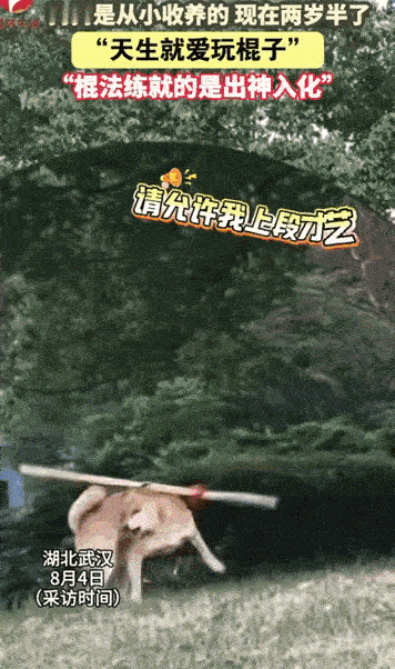 万物皆有灵性！湖北武汉，女子收养了只狗狗，还没养多久就发现了狗狗有一特长，像是天