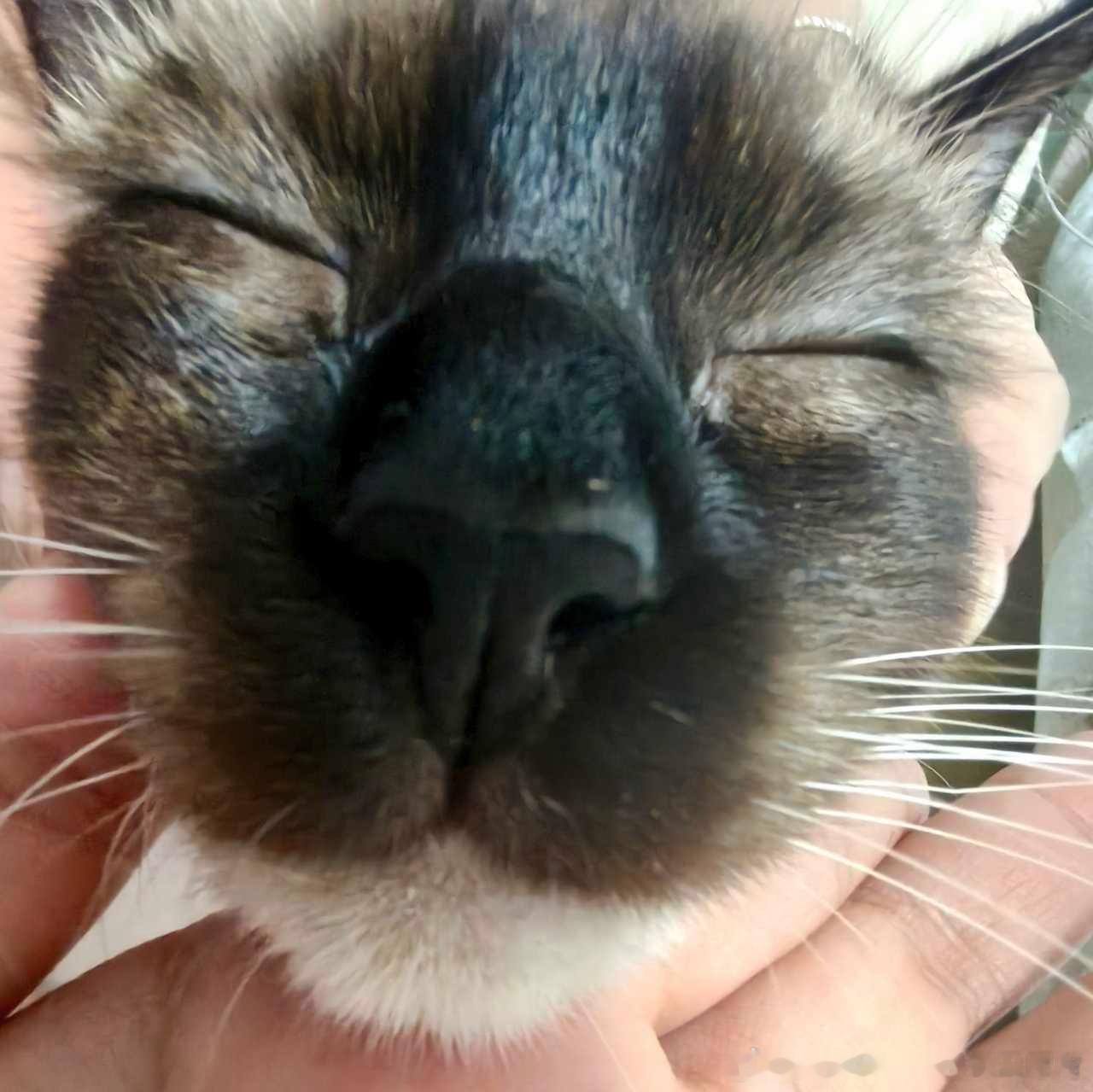 50560【丑猫】丫头你也很为我啄米吧 