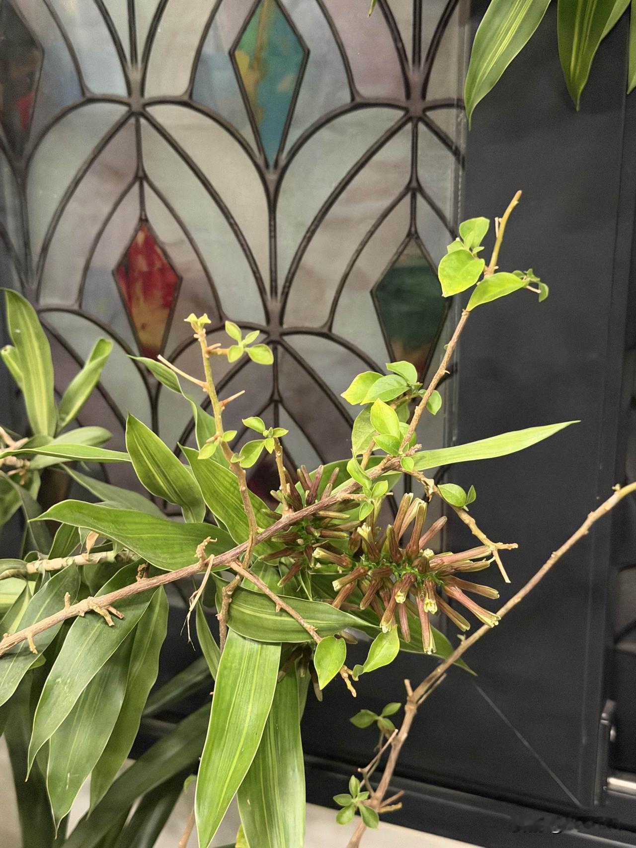 养了5年的百合竹，居然开花了，才发现原来百合竹也会开花。