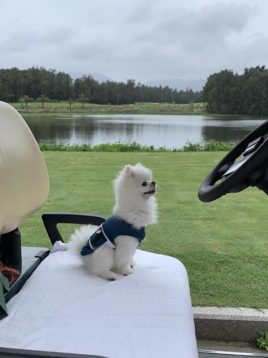 这个球童可还行⛳️
