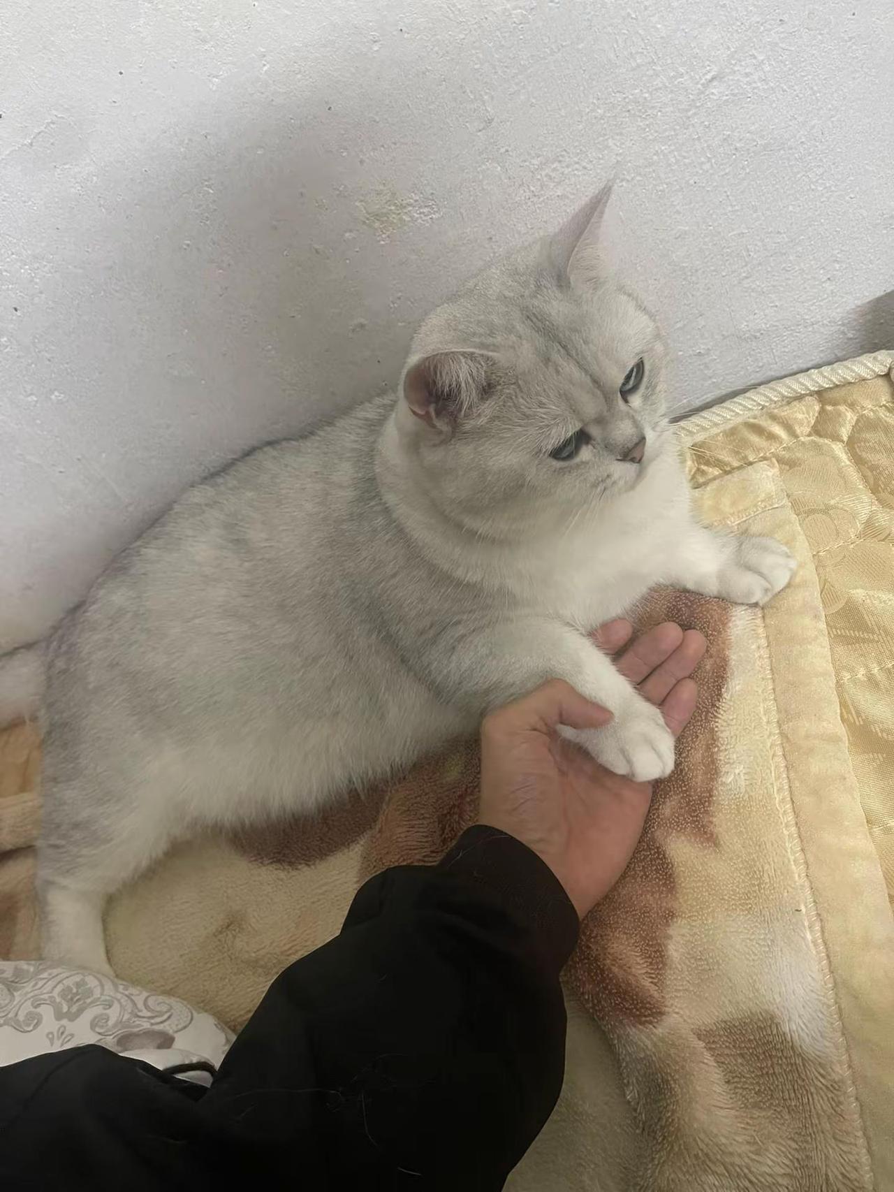 李小默 猫咪 游戏 接下来我还想要拥有你 侧脸 素颜 猫咪