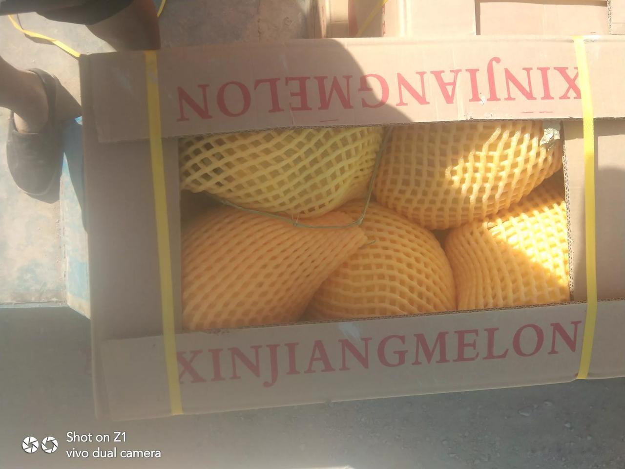#晒晒随手拍摄的果实#
哈密瓜。