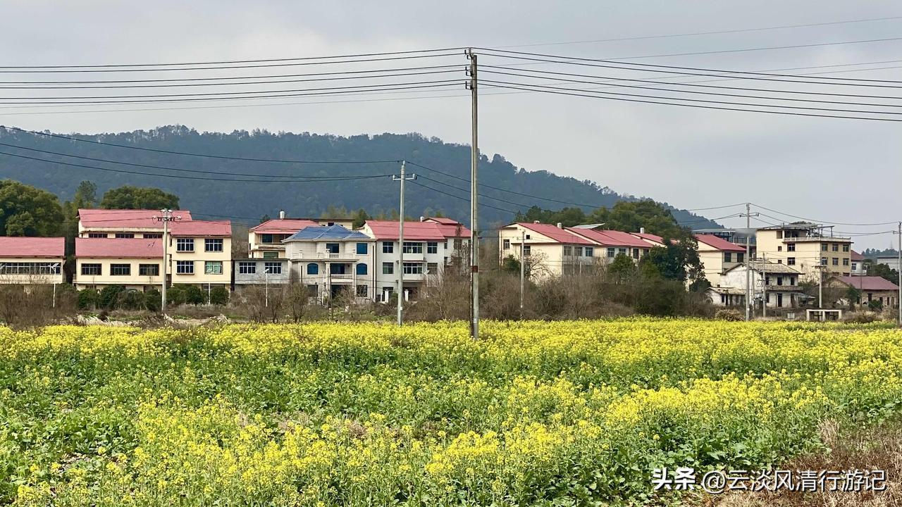 今年冬天的不同江西的冬日，油菜花儿已经开始绽放了