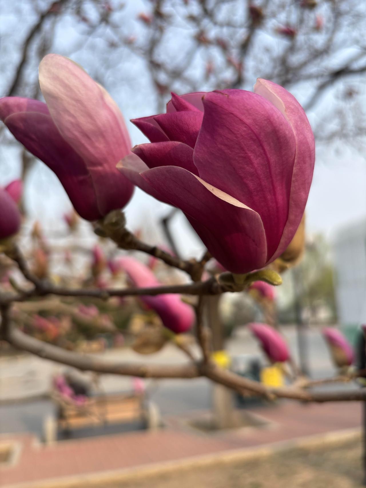 北京国际雕塑公园玉兰花展季