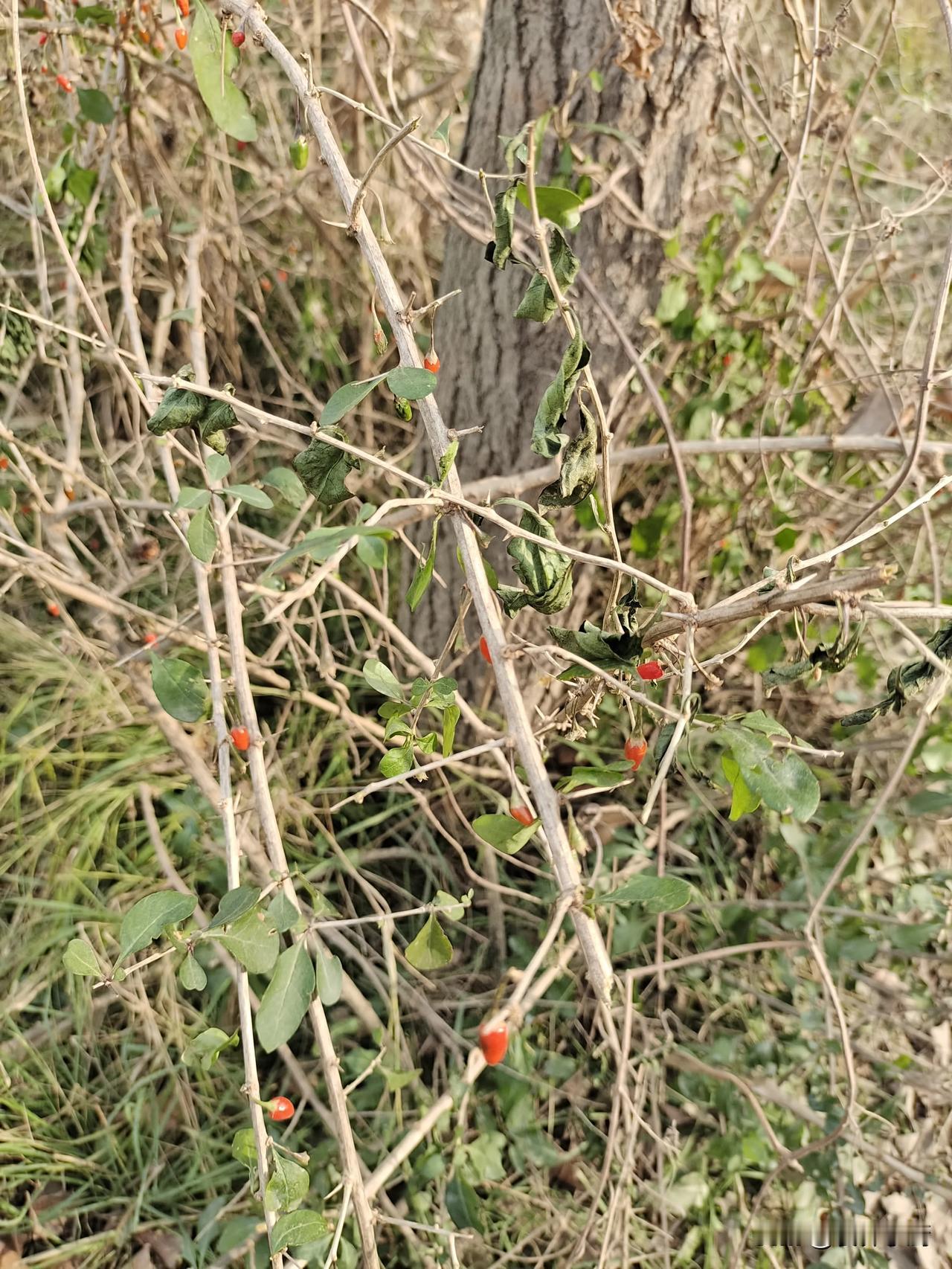 这是啥？第一次见，还以为是枸杞，兴奋的吃了一个，结果是苦的，我妈说有毒。