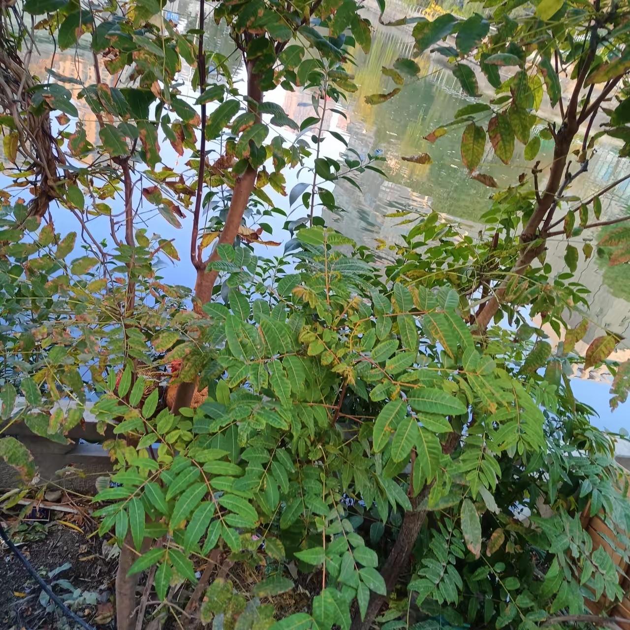 都说江浙一带人有钱，但我在江浙一带发现了一个奇怪现象，凡事靠着河边住着的有钱人或