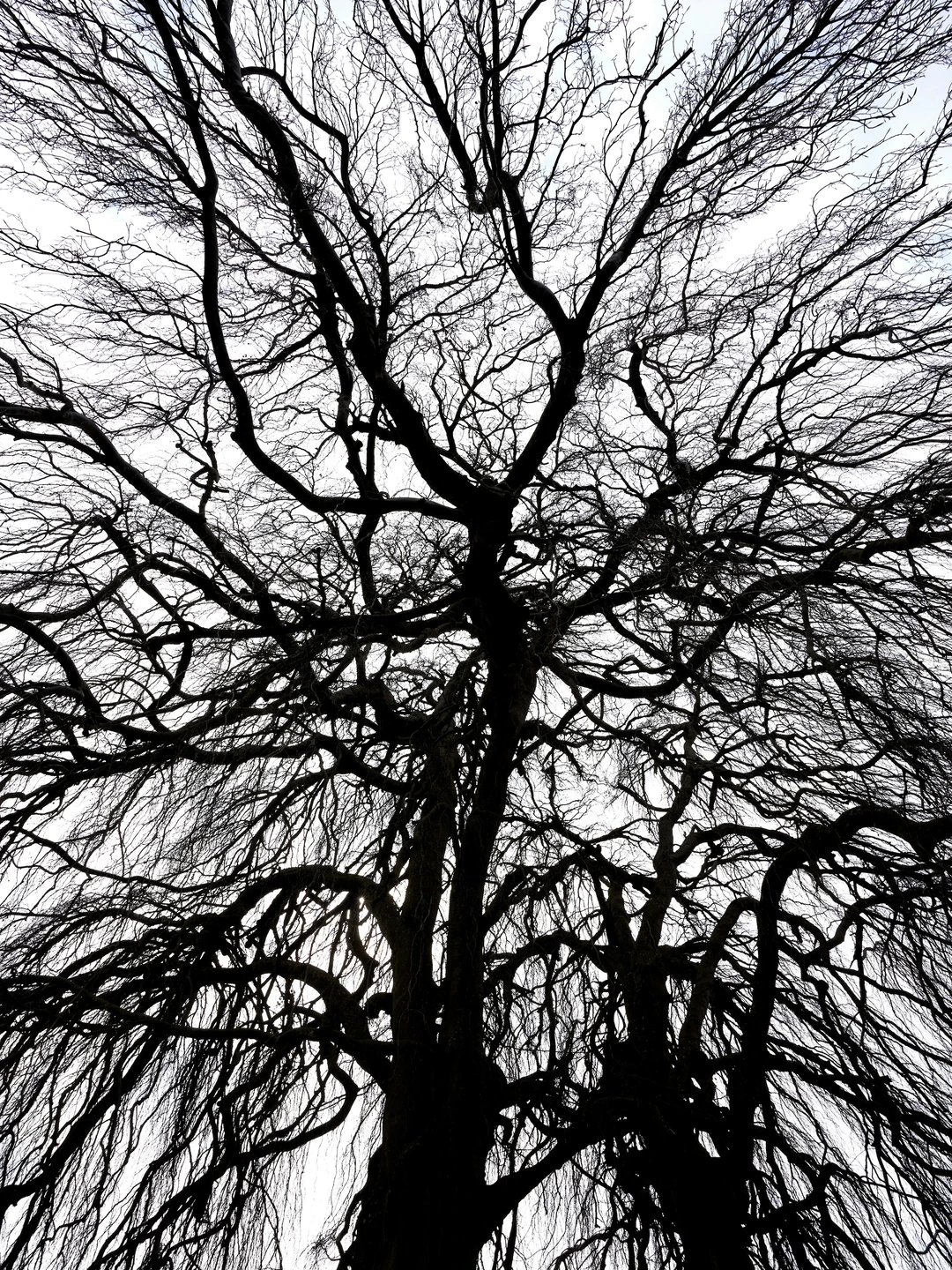 可以交换一张你拍到的🌳吗？