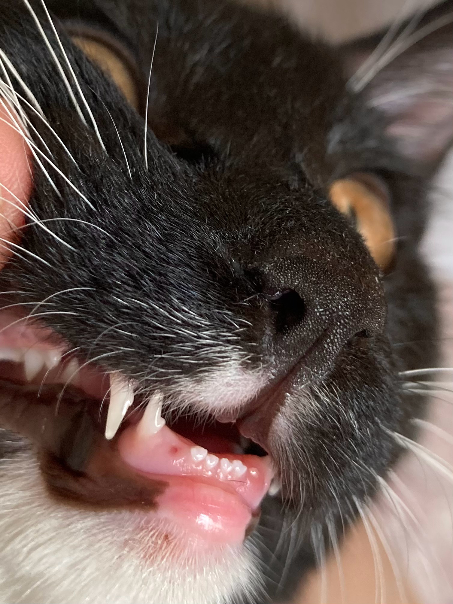 猫下面的门齿原本就两边各少一颗……刚刚逗猫过程中猫咬了好多次逗猫棒（）现在停下来