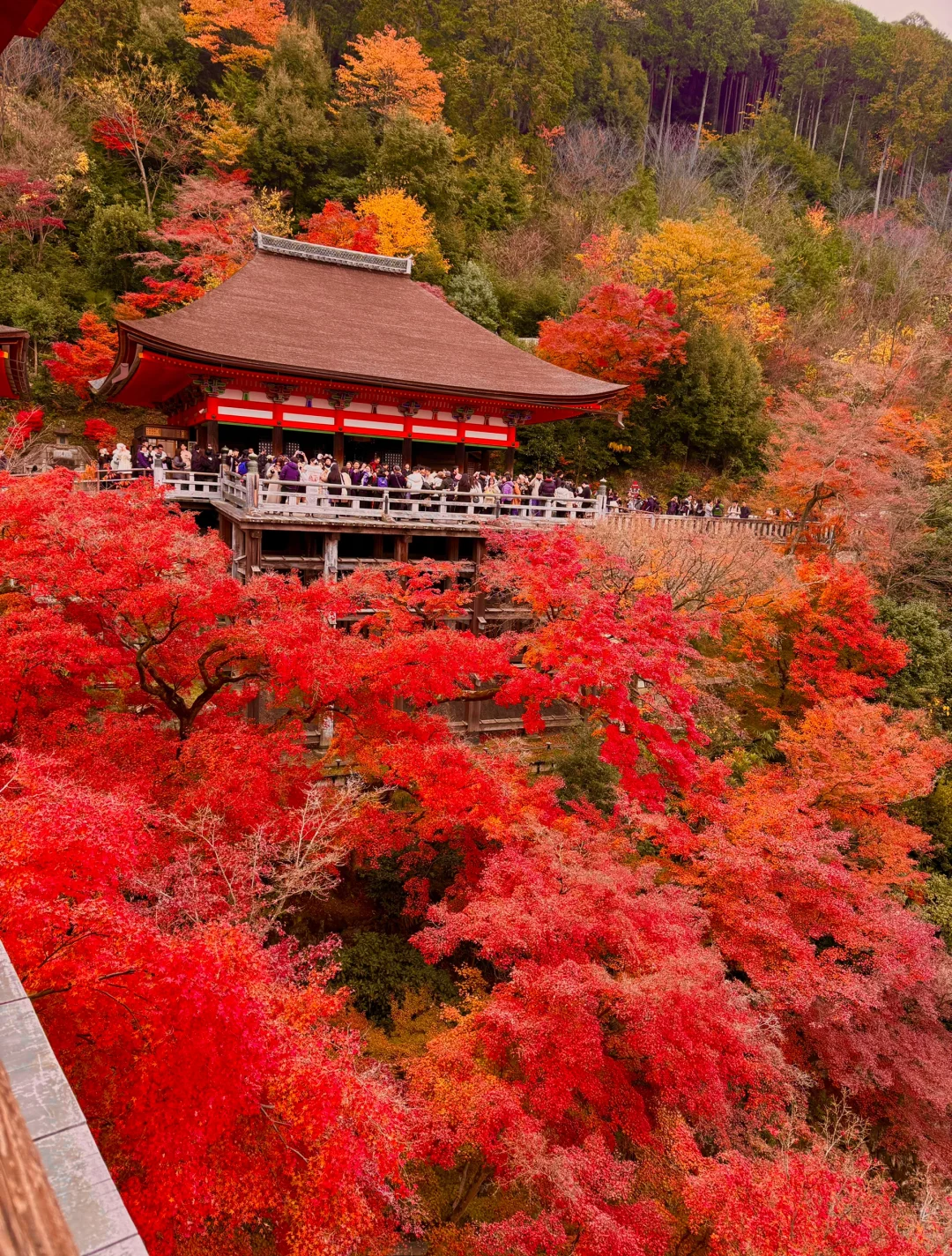 12月16日京都实况，清水寺的红已经加载200%