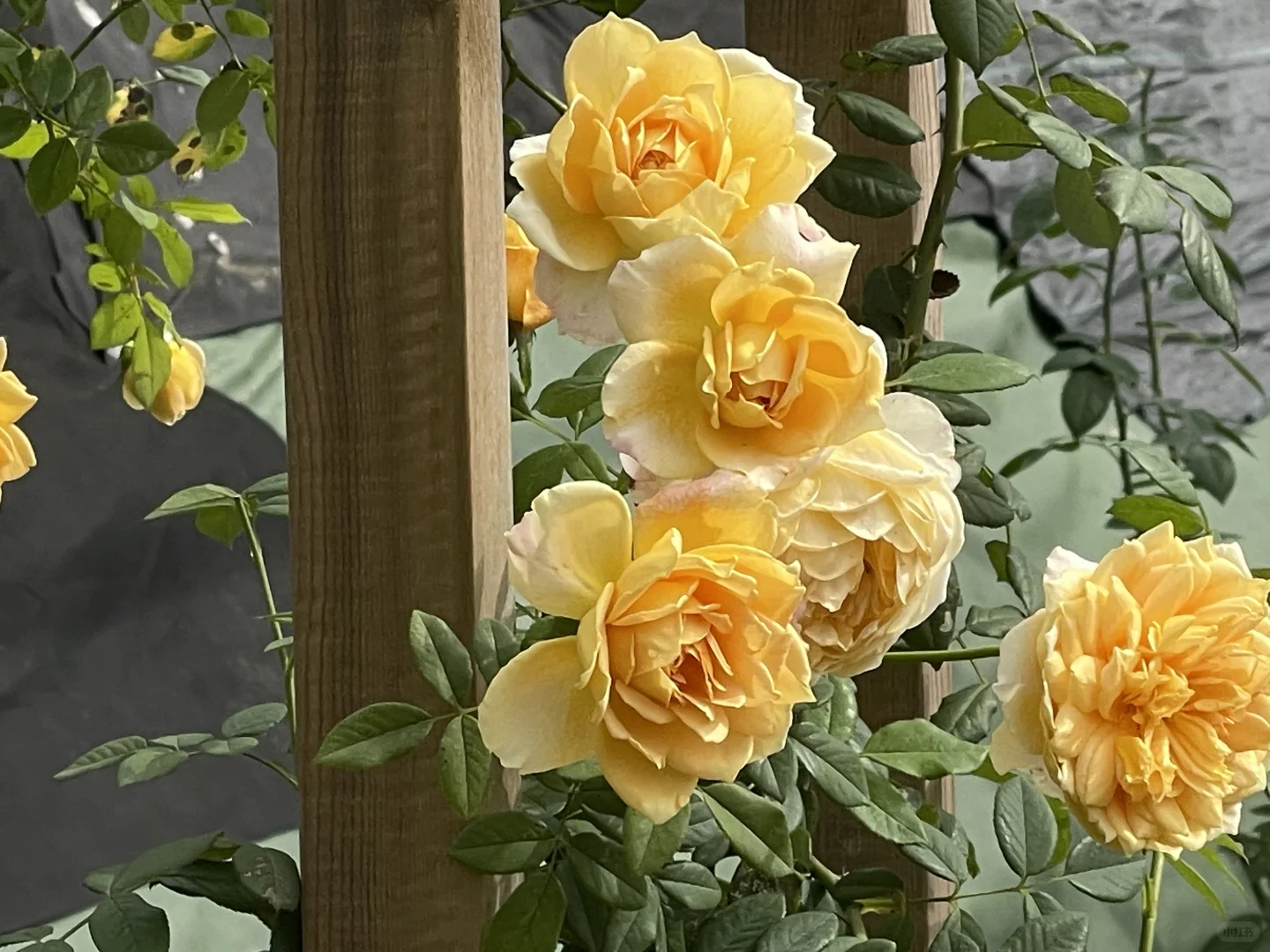 狼和奥秋花