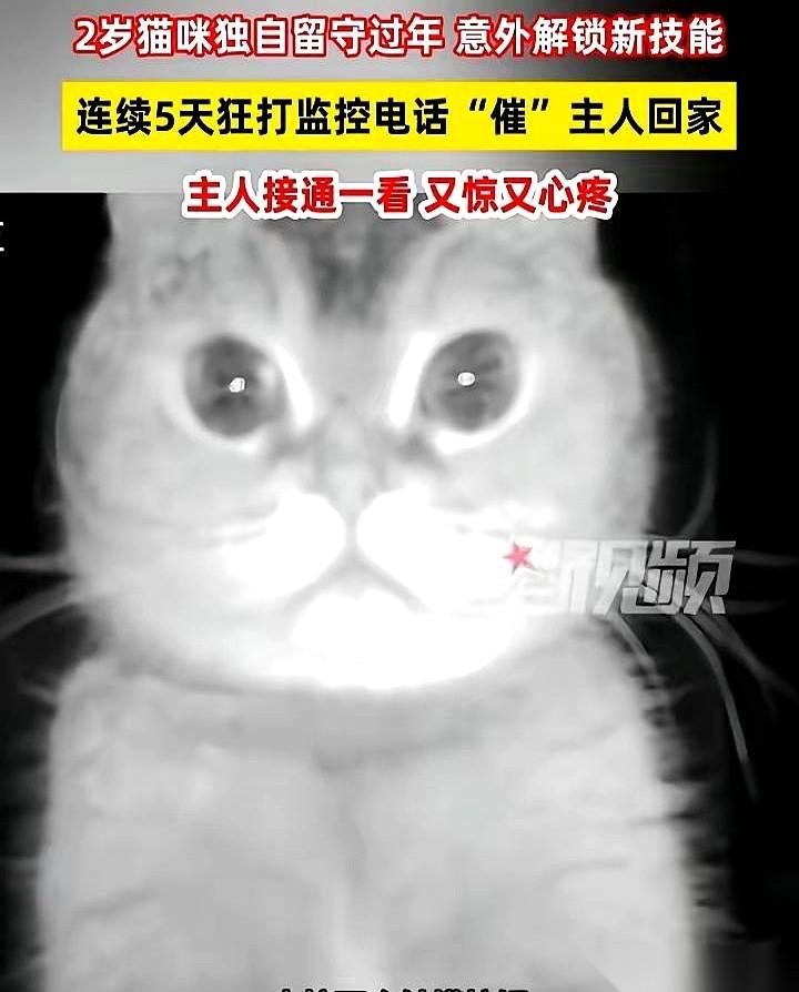 哎哟我去！你们听说了没？浙江一姑娘回东北过年，把猫留在家里，结果那猫，连续五天，