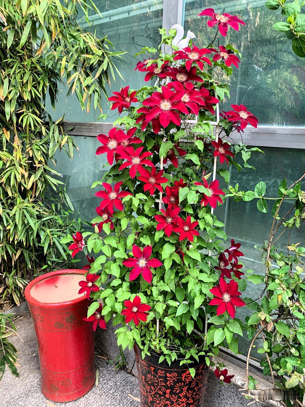 这盆铁线莲去年初来我家，花开尚显羞涩，今年却彻底爆发，热烈绽放。看着这一盆红艳艳