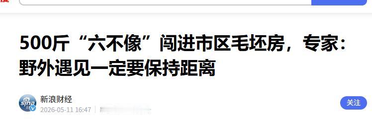 甘肃天水市区闯进了一位特殊的 "不速之客"。一头重达 500 斤的国家一级保护动