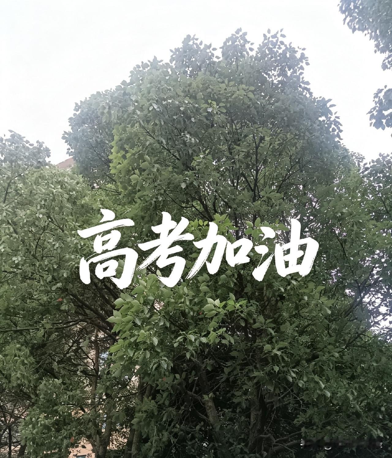 高考关乎于成千上万家庭的希望，是人生重要的分水岭，也是多年寒窗的一次检验。

它