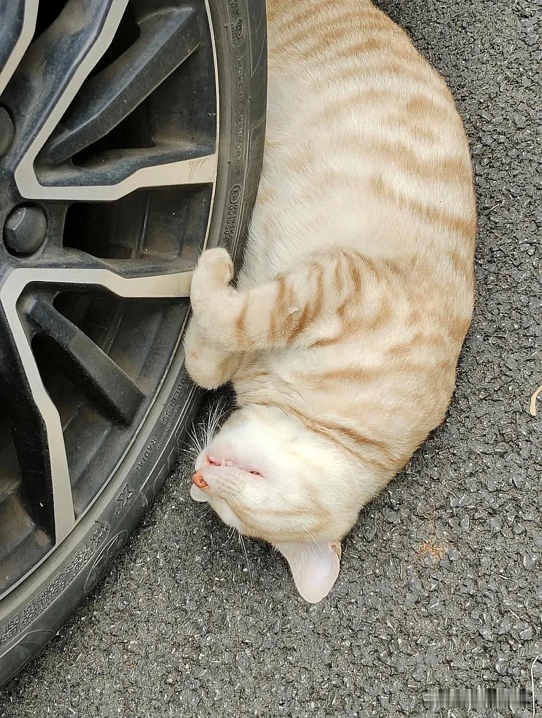 愿所有的流浪猫猫都能够被温柔以待，早日遇见它心软的神。