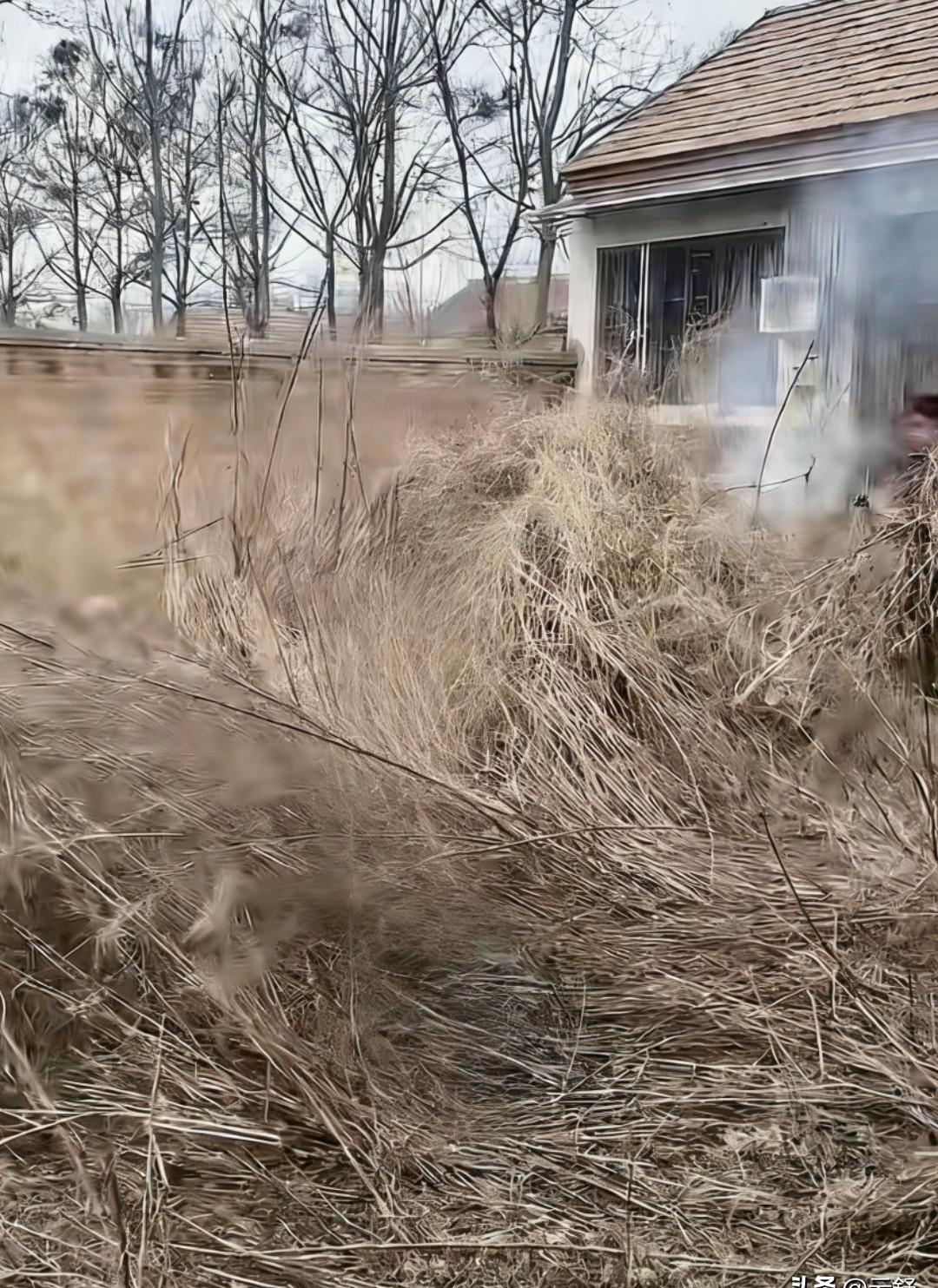 你锁上门的那一刻，房子就醒了。
青草从地砖裂缝里顶出来，藤蔓一夜爬满窗台。
你每