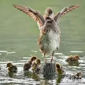 今天西湖里“添新丁”啦！取名“毕毕”，已经会跟着妈妈“荡荡儿”了。
 
春日的西