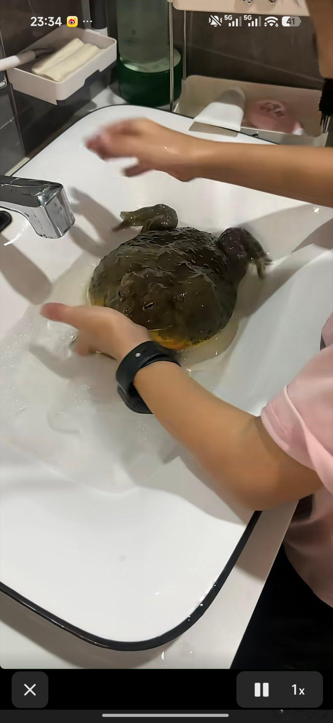 还有人养牛蛙当宠物的 我现实生活里看这玩意儿就头皮发麻 特别是晚上夏天在农村里走