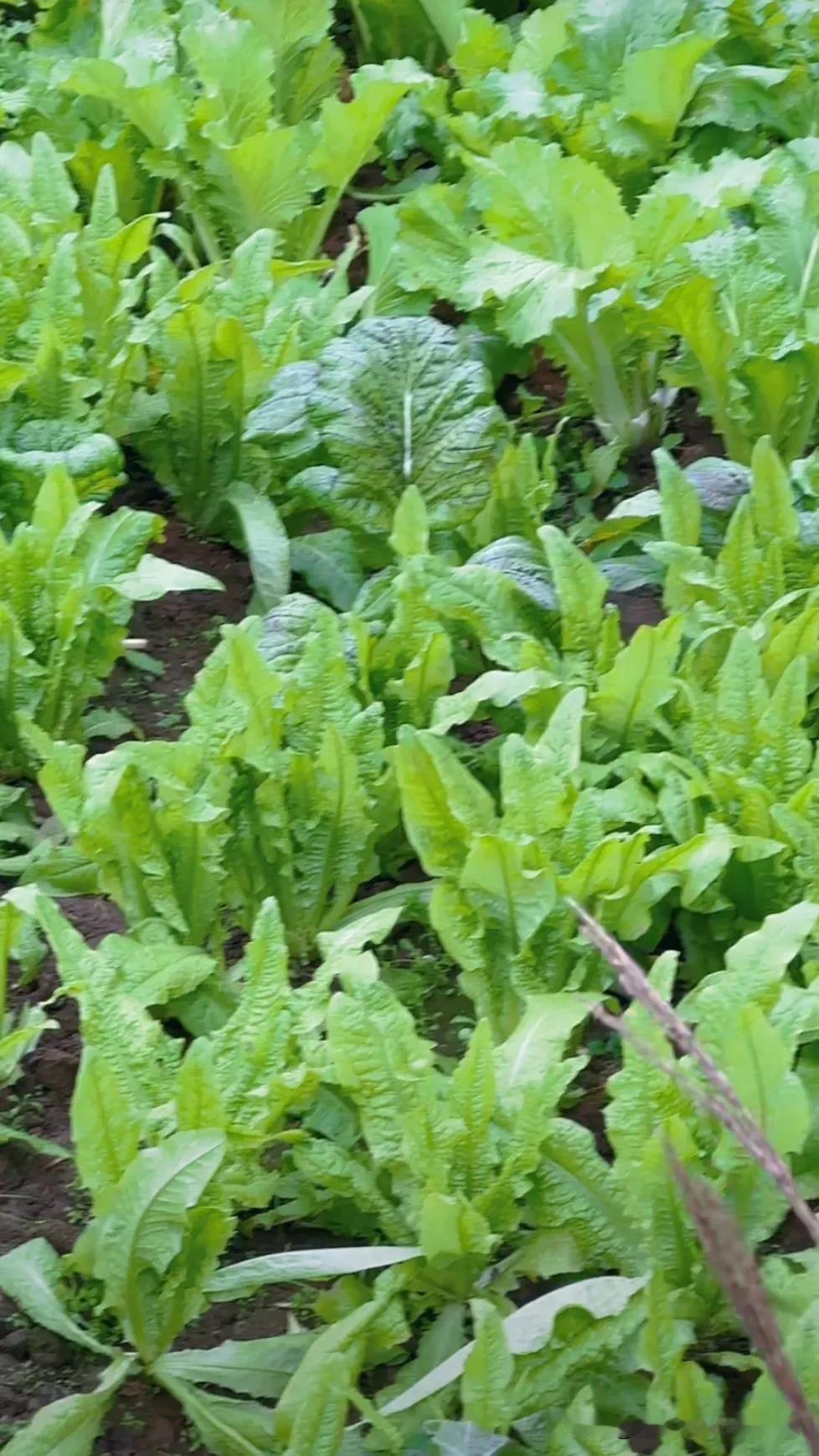 晒晒你家种的菜原生态黑土绿色青菜。