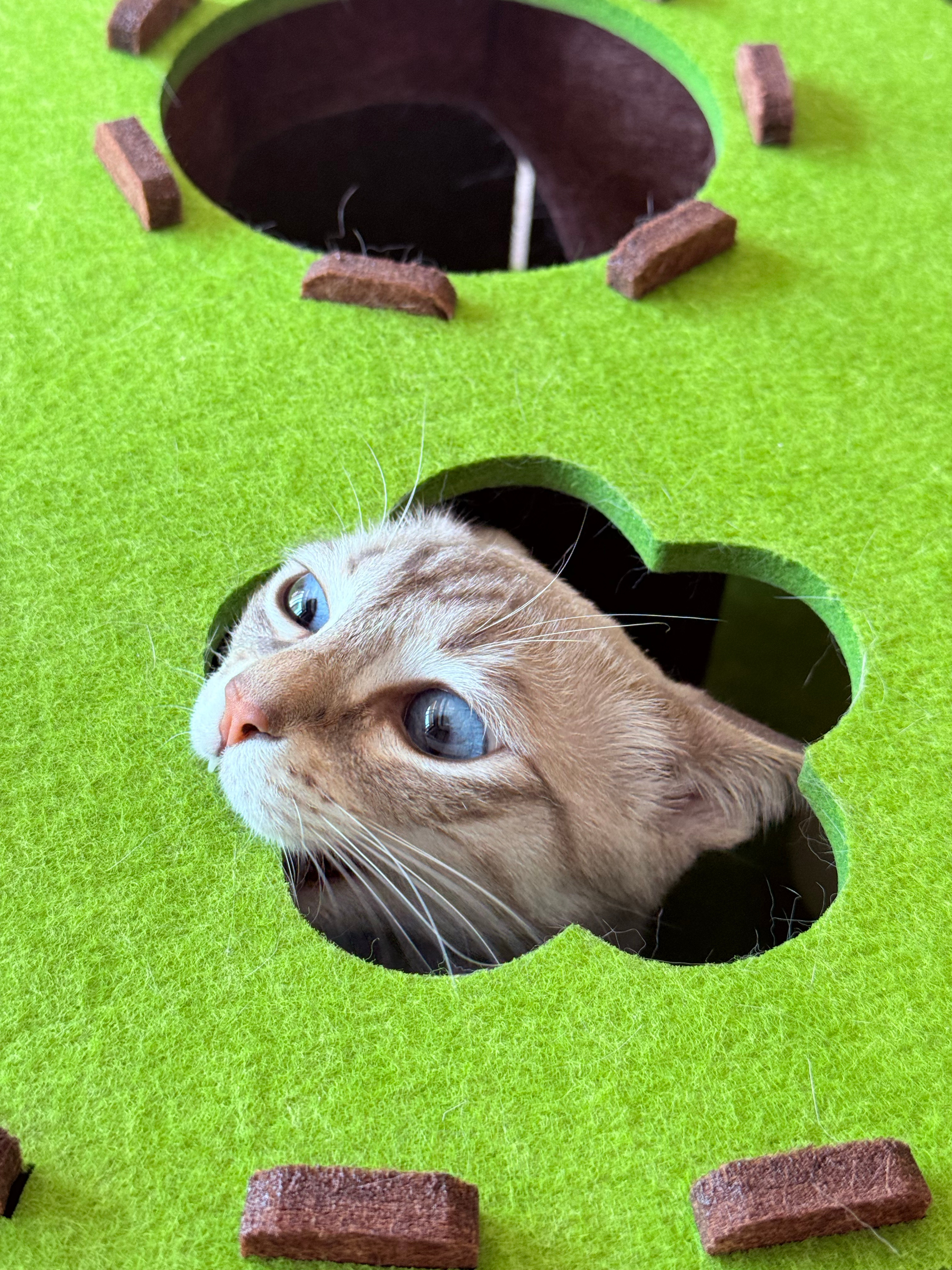 邪恶小猫的后花园 