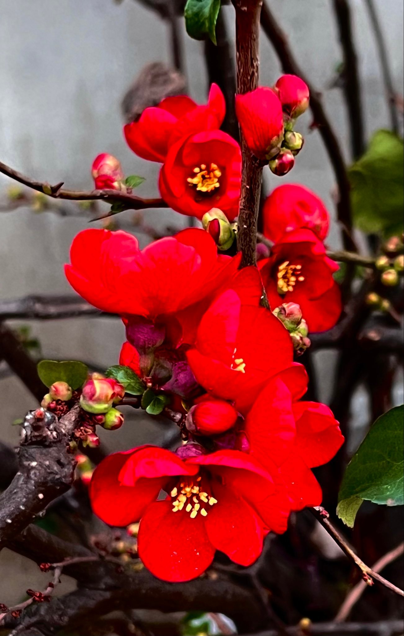 图 贴梗海棠（Chaenomeles speciosa，皱皮木瓜）蔷薇科木瓜海棠