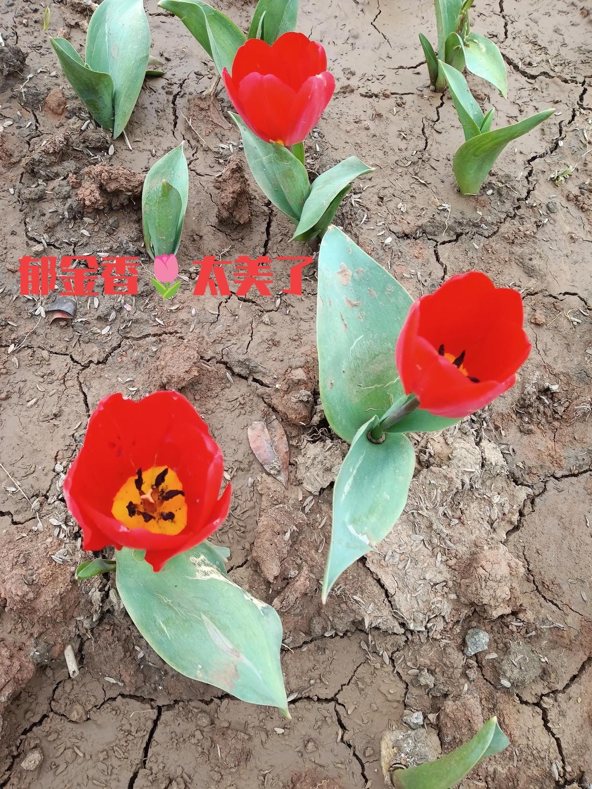 晒图笔记大赛春日一到，郁金香就成了人间温柔。亭亭玉立，花瓣饱满，像一杯杯斟满的春