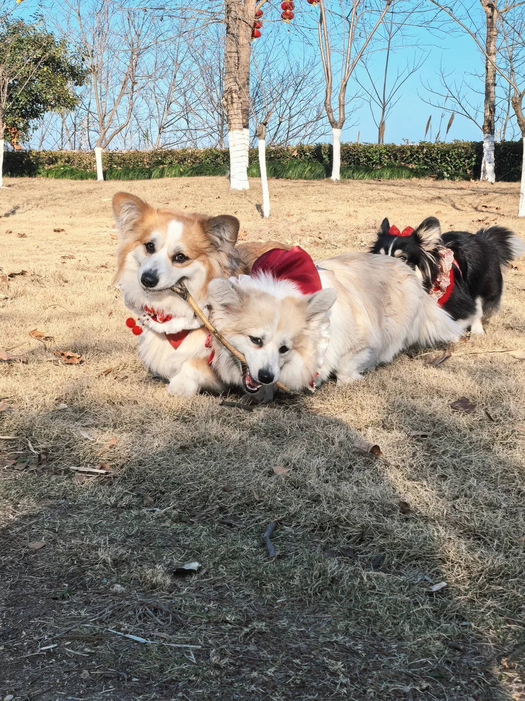 有人抢的木棍香一些是吧