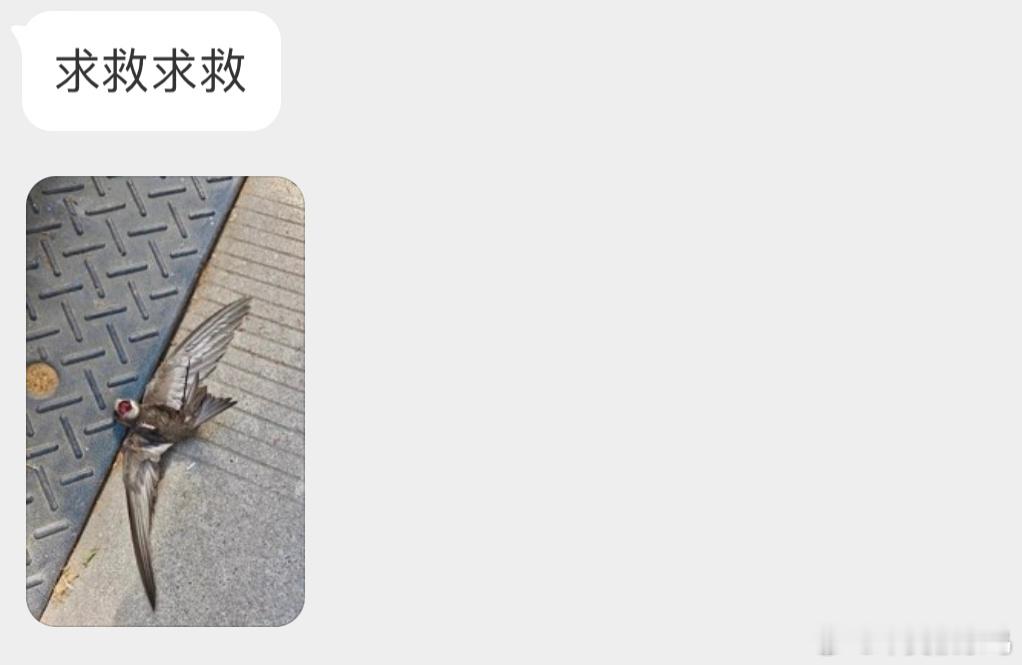 嘴大很大的【北京雨燕】它们一般不会这样直接落地的可以给它放在高处边缘，如窗户外面