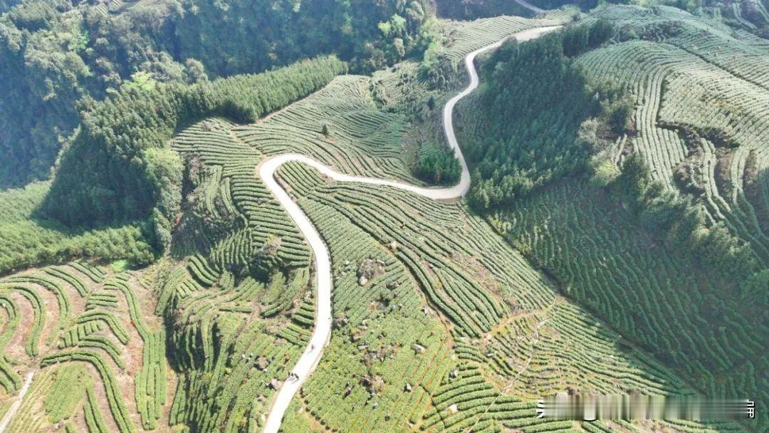 近日，乐山市夹江县华头镇金沙村的安吉白茶产业园，千亩茶树迎来众多采茶人。
据白茶