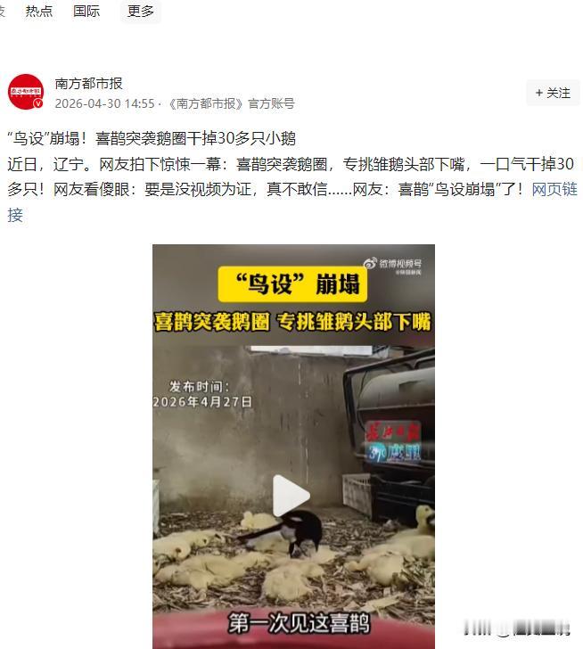 解释不清了！4月30日南方都市报报道，辽宁出了件离谱事，一只喜鹊竟闯鹅圈，将30