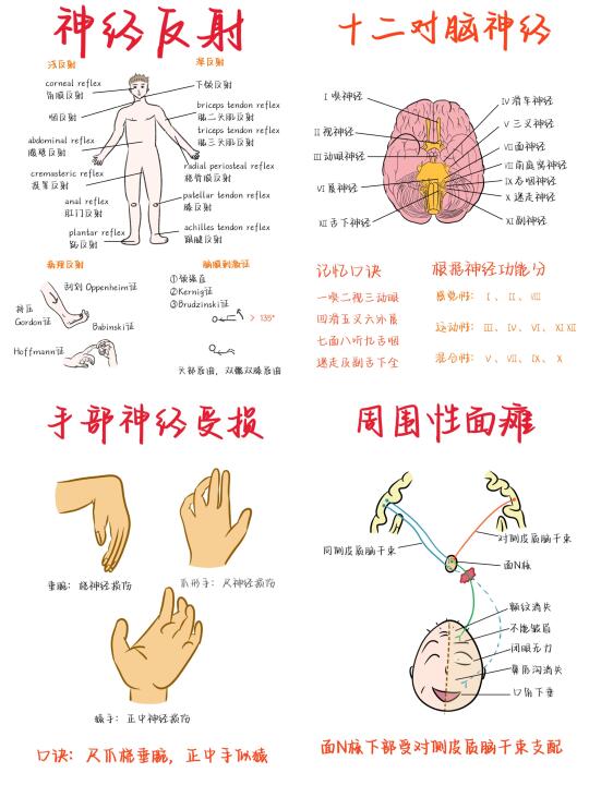 医学生笔记——神经合集