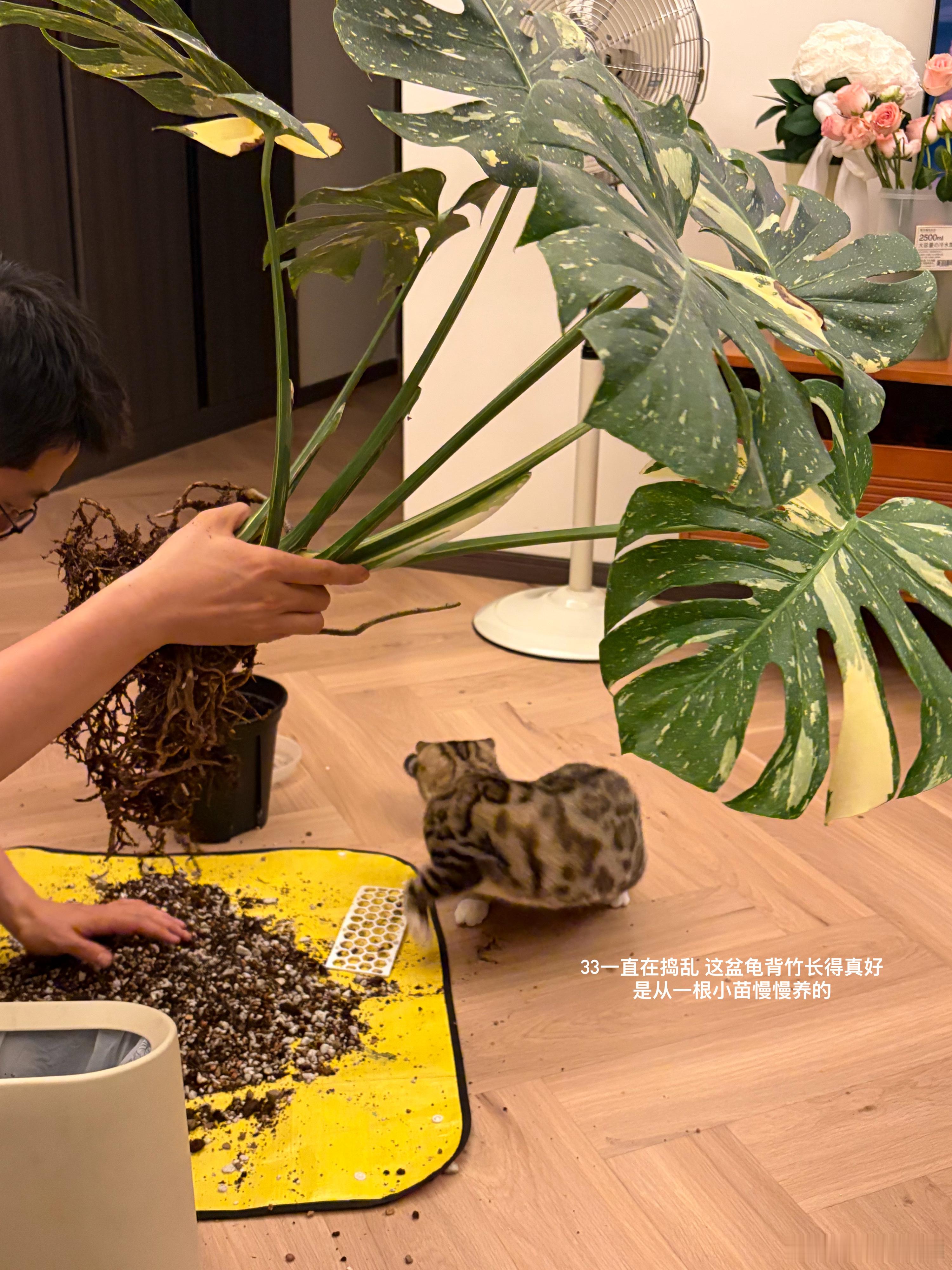 减脂餐打卡｜好好吃饭｜已瘦43斤莓子的减脂餐莓子大王