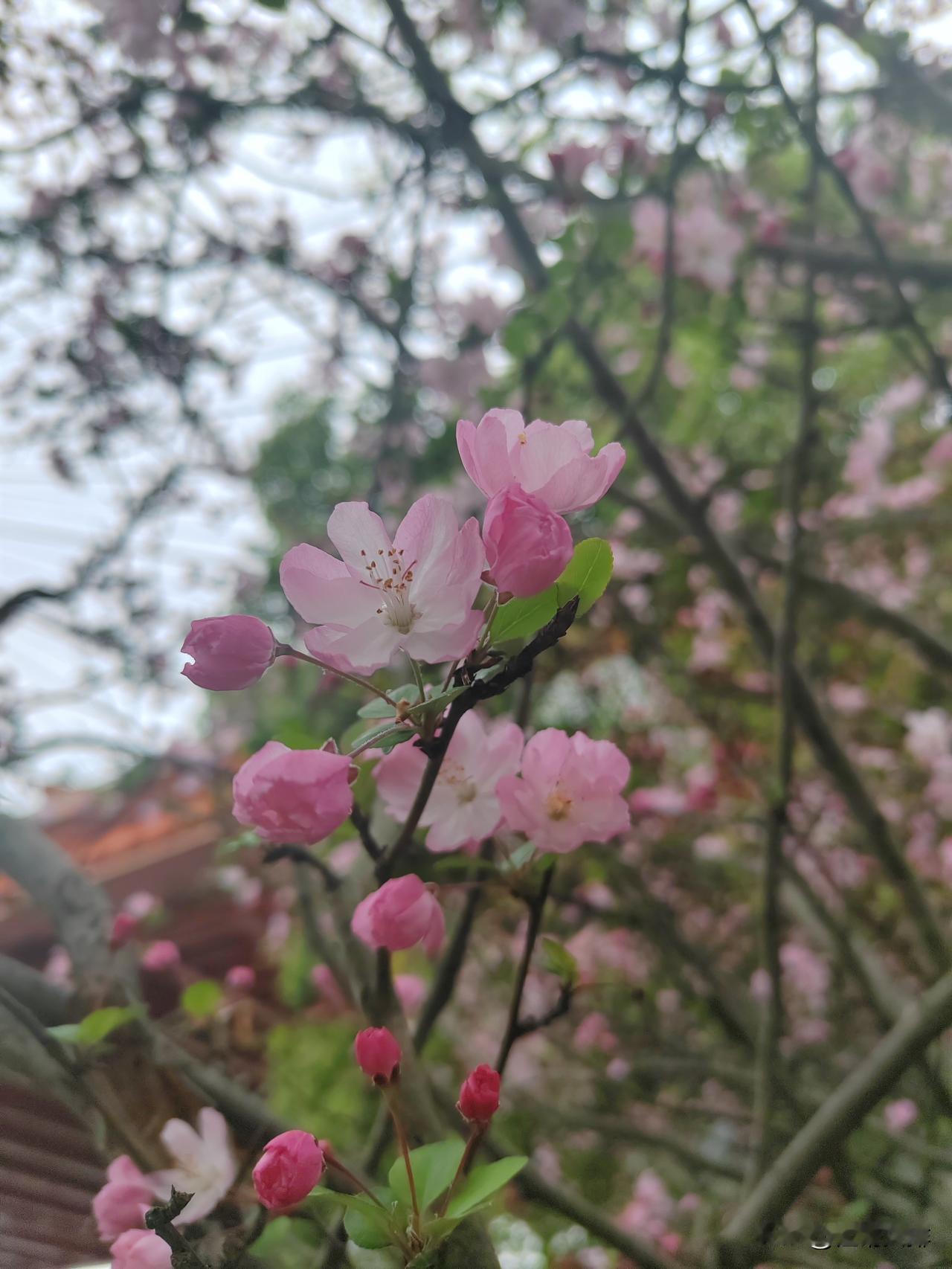 有没有漂亮的花朵图片吗